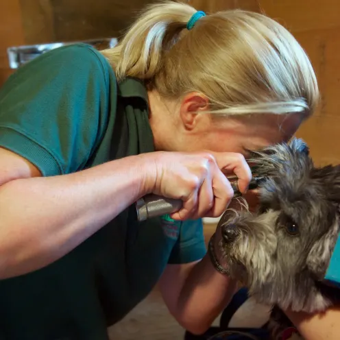 Dr. examining dog's ear at Henniker Veterinary Hospital